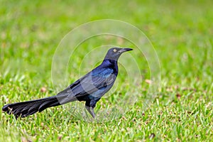 Great-tailed grackle or Mexican grackle, Quiscalus mexicanus. Rincon de la Vieja National Park, Guanacaste Province, Costa Rica