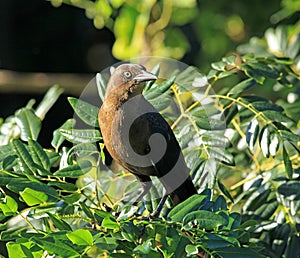 Great tailed grackle in Mexico
