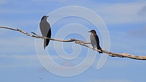 Great-tailed Grackle near Coba, Mexico