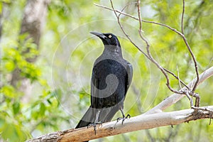 Great-tailed Grackle in a New Mexico Woodland