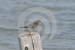 Great Tailed Grackle on an Old Pier