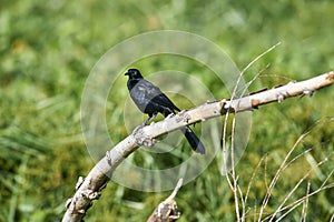 Great-tailed Grackle perched on a branch