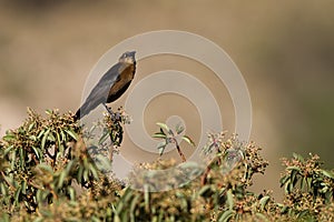 Great-tailed Grackle, Quiscalus mexicanus