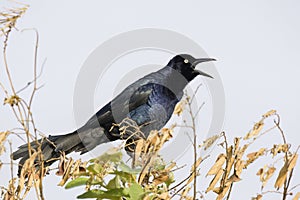 Great-tailed Grackle (Quiscalus mexicanus