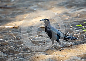Great-tailed Grackle (Quiscalus mexicanus) in North America