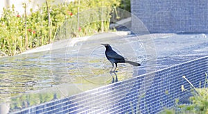 Great-tailed Grackle Quiscalus mexicanus Perched in a Fountain