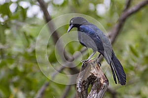 Great-tailed Grackle photo