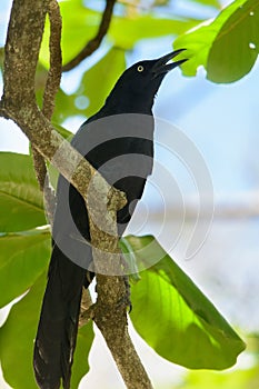 Great-tailed Grackle singing