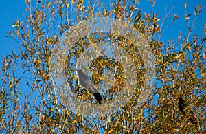 Great-tailed Grackle sits in a Tree