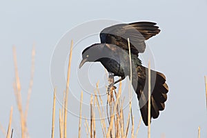Great-tailed Grackle - Texas