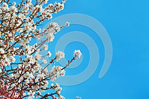 Great texture of almonds pink flowers on blue sky background, with shallow depth of field and selective focus on flowers