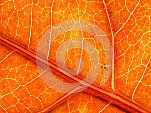 Great texture of autumn leaf