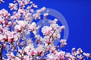 Great texture of magnolia pink fowers on blue sky background. Best for march 8 international womens or women day