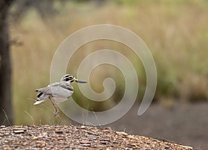 Great Thick Knee seen at Ranthambhore National Park