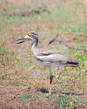 Great Thick-knee standing on one leg close up at Yala National Park photo