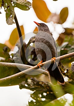 Great Thrush