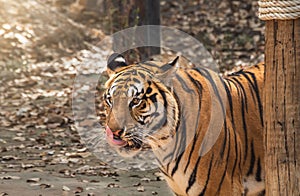 Great tiger male in the nature habitat. Tiger walk during the golden light time