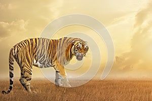 Great tiger male in the nature habitat. Tiger walk during the golden light time. Wildlife scene with danger animal