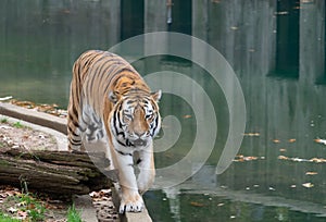 Great tiger walking in zoo