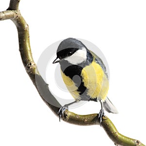 Great tit