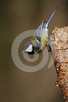 Great Tit