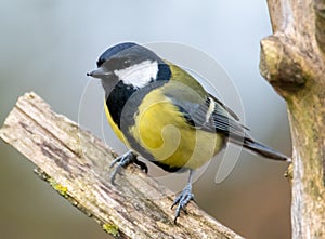 Great Tit