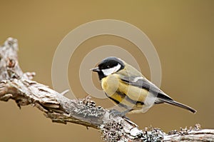 Great Tit