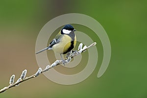 Great tit