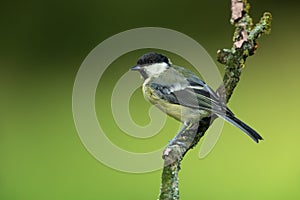 Great tit