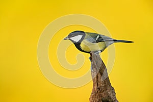 Great tit