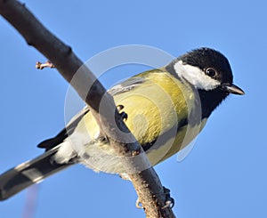 Great Tit in denmark