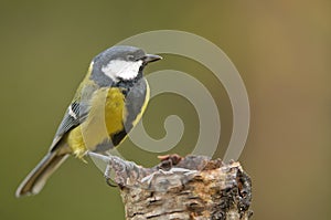 The Great Tit