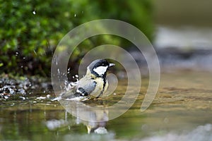Great tit