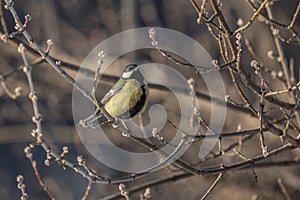 Great tit