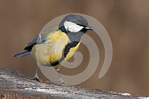 Great tit