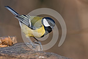 Great tit