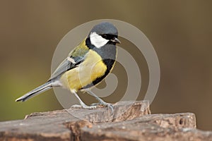 Great tit