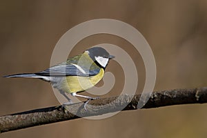 Great Tit
