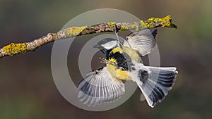 Great Tit is acrobat