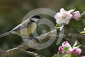 Great Tit on apple tree in blossom