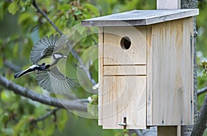 Great tit approaching the nesting box carrying food