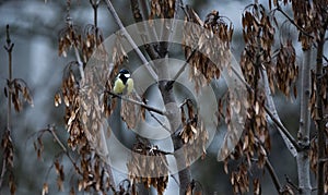 The great tit