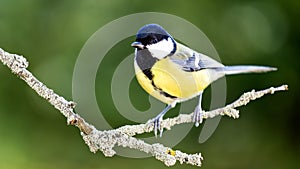 Great tit in the Autumn Forest.