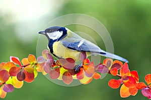 Great tit in the Autumn Forest.