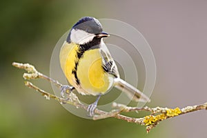 Great tit in the Autumn Forest.