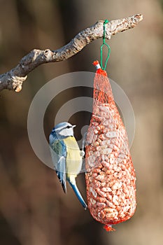 Great tit on a bag of nuts