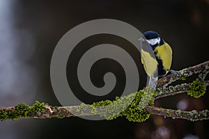 Great Tit on the banch in nature