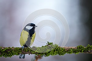 Great Tit on the banch in nature