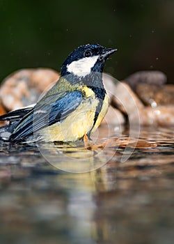 Great tit bathing