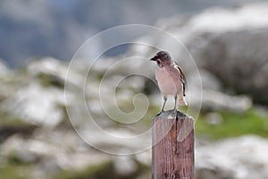 Great tit bird